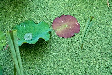 《小动物餐吧》限时免费发布 合作休闲餐厅经营